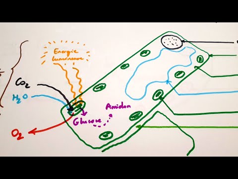 Vidéo: Qu'est-ce que le schéma Z de la photosynthèse ?