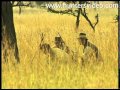 African Experiences - Hunters Video