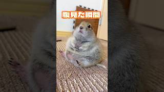 肉厚オールバック ピー助 リチャードソンジリス animal 強風オールバック