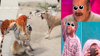 Videos de Risa - Animales - Perros y Gatos Chistosos // CAIDAS Y VIDEOS GRACIOSOS 2021