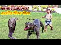 যে সব প্রাণী তাদের মালিক কে বাঁচিয়েছেন। real hero animal save human life . bongtv bangla