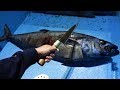 ゾンビマグロ。全身ゼリーの深海魚をさばいたら中身が衝撃すぎた。