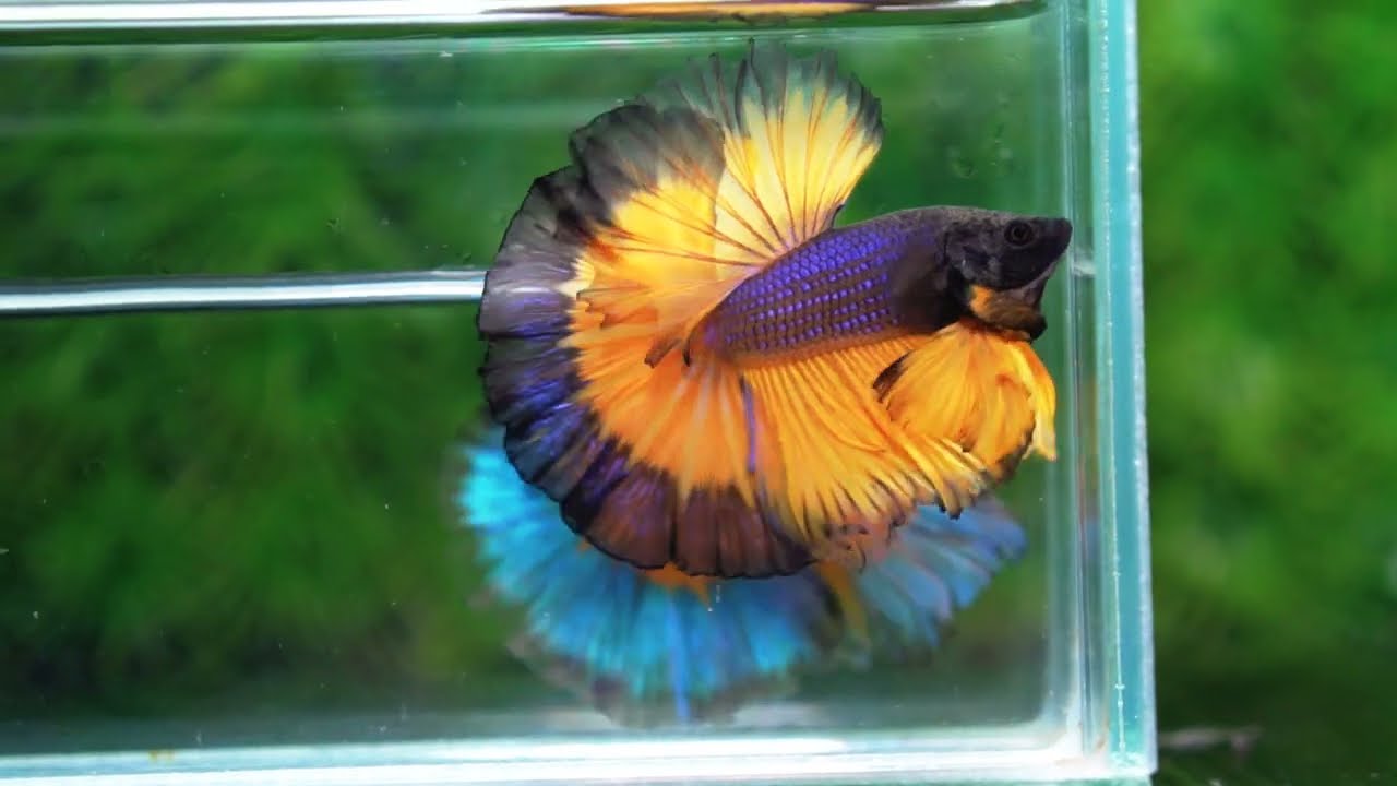 Betta fish OHM Halloween Pumpkins Black Ring Sky Hawk