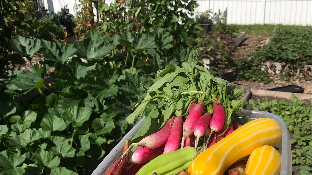 diya tailors 4 Reasons Why Your Garden is Producing Less Each Year