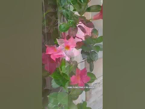 Dipladênia - YouTube