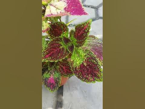 Колеус #Аватар - YouTube