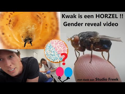 Video: Heeft Hawaï horzels?