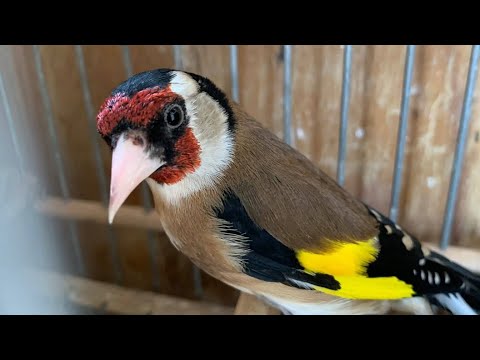 تغريد طائر حسون سمع رنة الحسون  وما احلى الطبيعة أما المصنع لا يقنع المولوع #سوق_القريعة_للطيور 