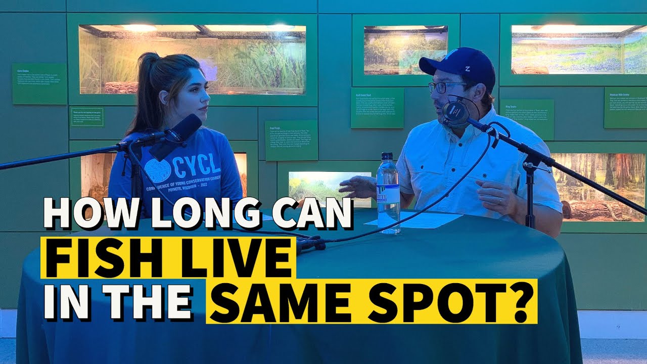 How Long Can Fish Live In The Same Spot Wonder With The Witte YouTube how-long-can-fish-live-in-the-same-spot-wonder-with-the-witte-youtube