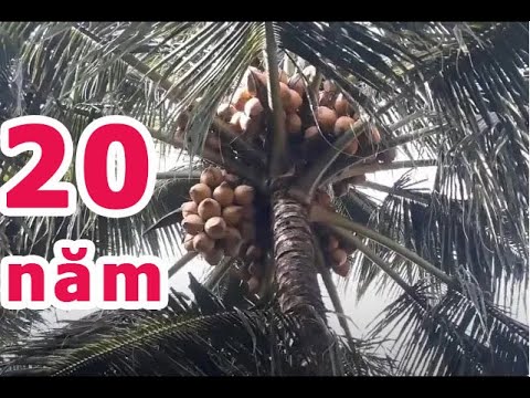Video Vườn dừa xiêm lùn đỏ Bến Tre 20 năm tuổi đang cho... - youtube