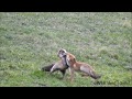 Zorro Rojo: Caza, aseo, pelea y campeo (Vulpes vulpes) Red Fox: hunt and fight.