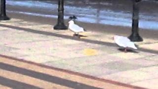 Grumpy Pingu Seagull at Cleethorpes attacking other seagulls