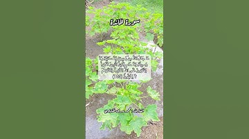سورة المائدة ١٠٣ #قرآن #قران #اكسبلور #قرآن_كريم #quran #قرأن #قران_كريم