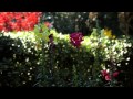 Experience Airlie | North Carolina Gardens Experience Airlie | North Carolina Gardens