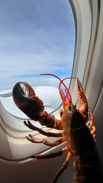 Download lagu Lobster Roll