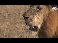 Big Lion Family With Three Small Buffalo Snacks!!