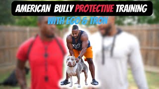 American Bully Protective Training w/ Ego & Tron