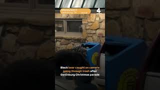 Bear goes through trash in downtown Gatlinburg