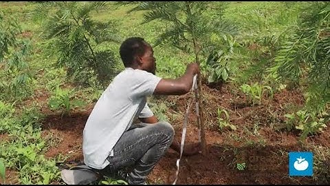 Tree Monitoring to Estimate and Measure Carbon by Lyon Mushira