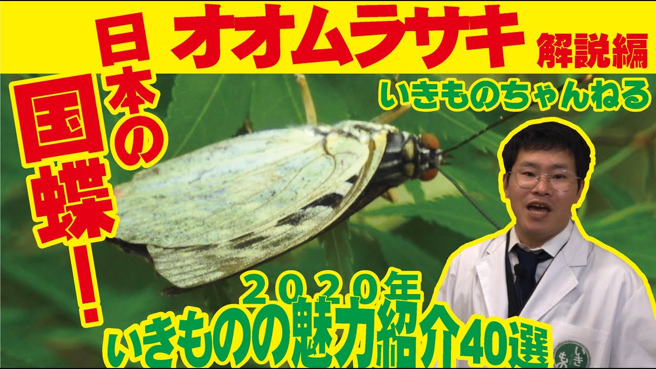 コエポンオオムラサキ♂10頭プラス春型夏型比較標本 コエポンオオムラサキ♂10頭プラス春型夏型比較標本 コエポン