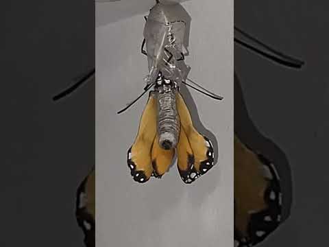 Plain tiger butterfly