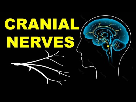 (Chp#11) CRANIAL NERVES | Cranial Nerve Nuclei | Dr Asif Lectures