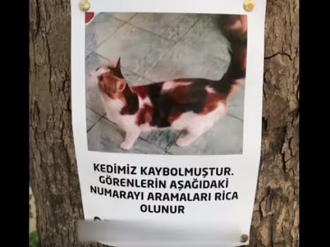 Video: Kayıp Kedi 6 Yıl Aradan Sonra Sahibini Tanıdı