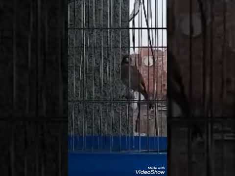 تغريد خلوي رائع