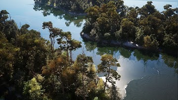 Unreal Engine 5.5 | Hyper-Realistic Forest Environment with Stunning Water Reflections