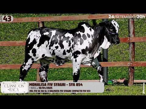 LOTE 43   SYA 854