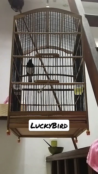 ngedumel nyanyian kacer