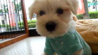 白いミニチュア シュナウザー おじいちゃん犬ってボクのこと Youtube 白いミニチュア シュナウザー おじいちゃん犬ってボクのこと Youtube