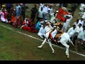 jata pandharisi - vithal vithal Whatsapp Status Video Download Free