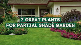 7 Great Plants That Can Thrive in Partial Shade During The Summer☀️✨ \/\/ Shade Loving Summer Plants