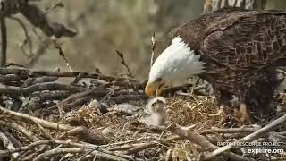 Decorah Eagles 4-11-23, 2 pm HD finally feeds DH2 again