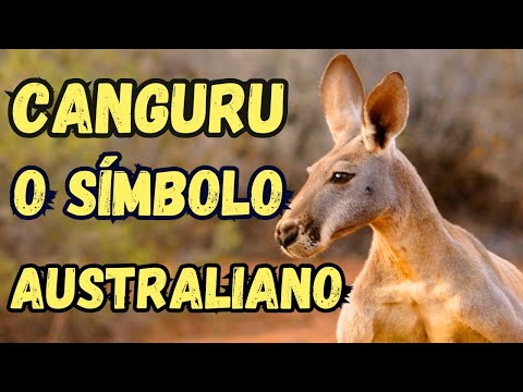 Vídeo: Qual canguru é o símbolo nacional da austrália?