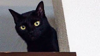 保護猫の贅沢な秘密基地がこちらです🐈‍⬛ by 保護猫るな 641 views 3 months ago 5 minutes, 44 seconds