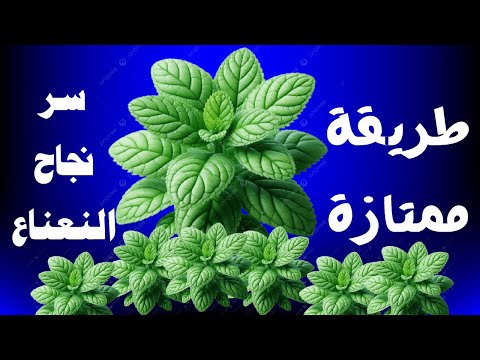 شاهد إكثار النعناع البلدي تحت أشجار البونسيانا منظر خرافي وتجربة ناجحة 100