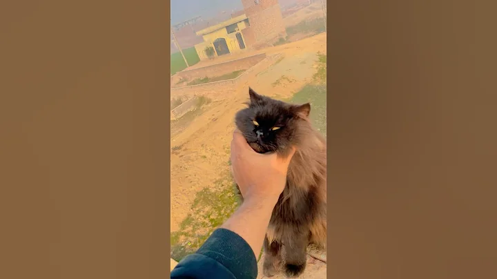 Video 11899211: cat funnycats cute, cat cute funny baby