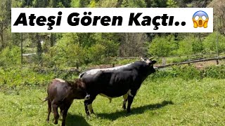 ATEŞİ GÖREN KAÇIYOR.. 😱