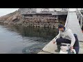 Shore fishing in Norway, awesome fish attack