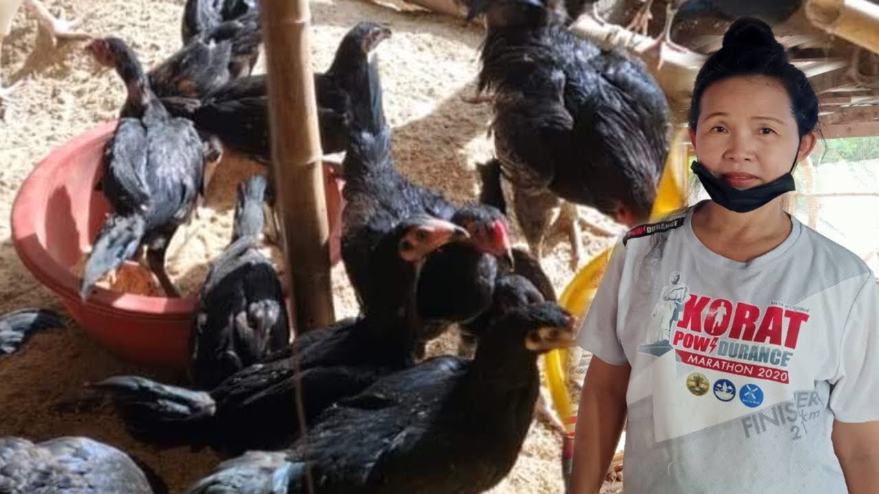 เลี้ยงไก่บ้านขาย  ไก่พื้นบ้าน 150-200 ตัวต่อรุ่น​   ต้นทุนต่ำ​ ​ กำไรเห็นๆ