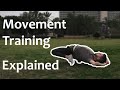 What Is MOVEMENT TRAINING | 6 Years Under The Ido Portal Method | Movement Training Explained