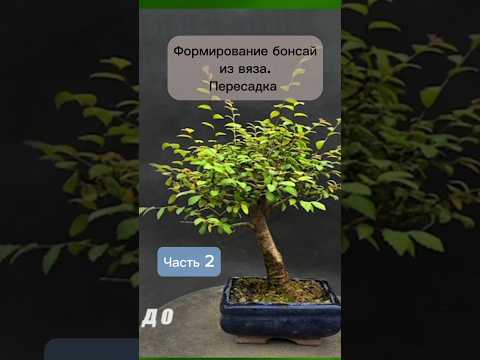 Формирование бонсай из