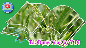 Tác Dụng Của Cây Ý Dĩ Đối Với Sức Khỏe Chủ Động Con Người