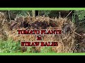 HOW To GROW Tomatoes in STRAW BALES