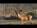 Triple J Ranch | Pasture Bucks From Aggieland | Deer & Wildlife Stories