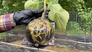 Grover's Best Mulberry 5 Week Air Layer Propagation