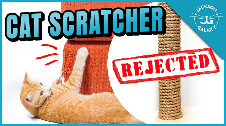 Why Your Cat Won’t Use the Scratching Post - DayDayNews