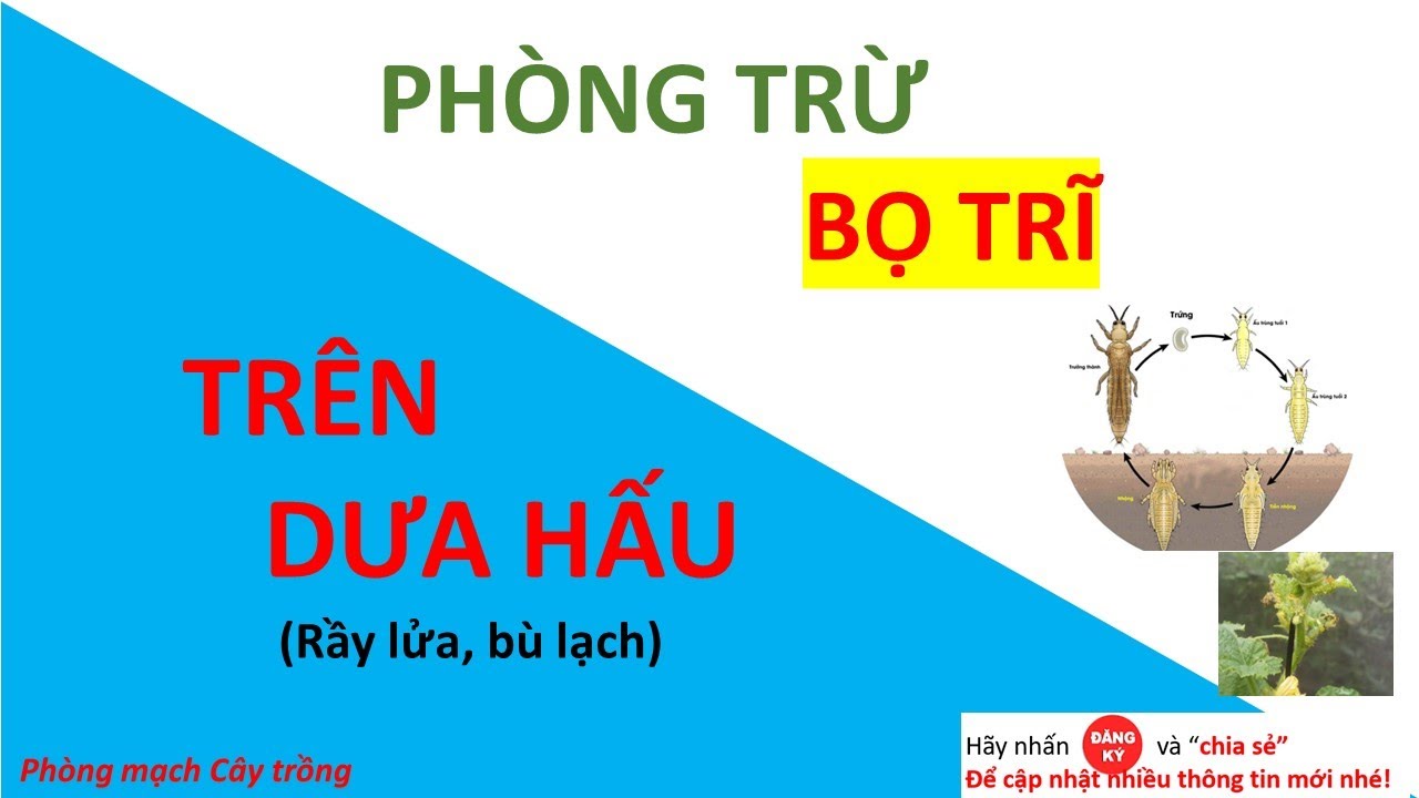Cách phòng trị bọ trĩ hại dưa hấu | Stenchaetothrips biformis | Sâu hại | Syngenta | Bayer | dược si